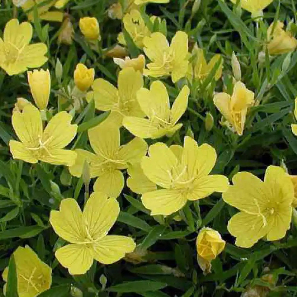 OENOTHERA 'African Sun'®