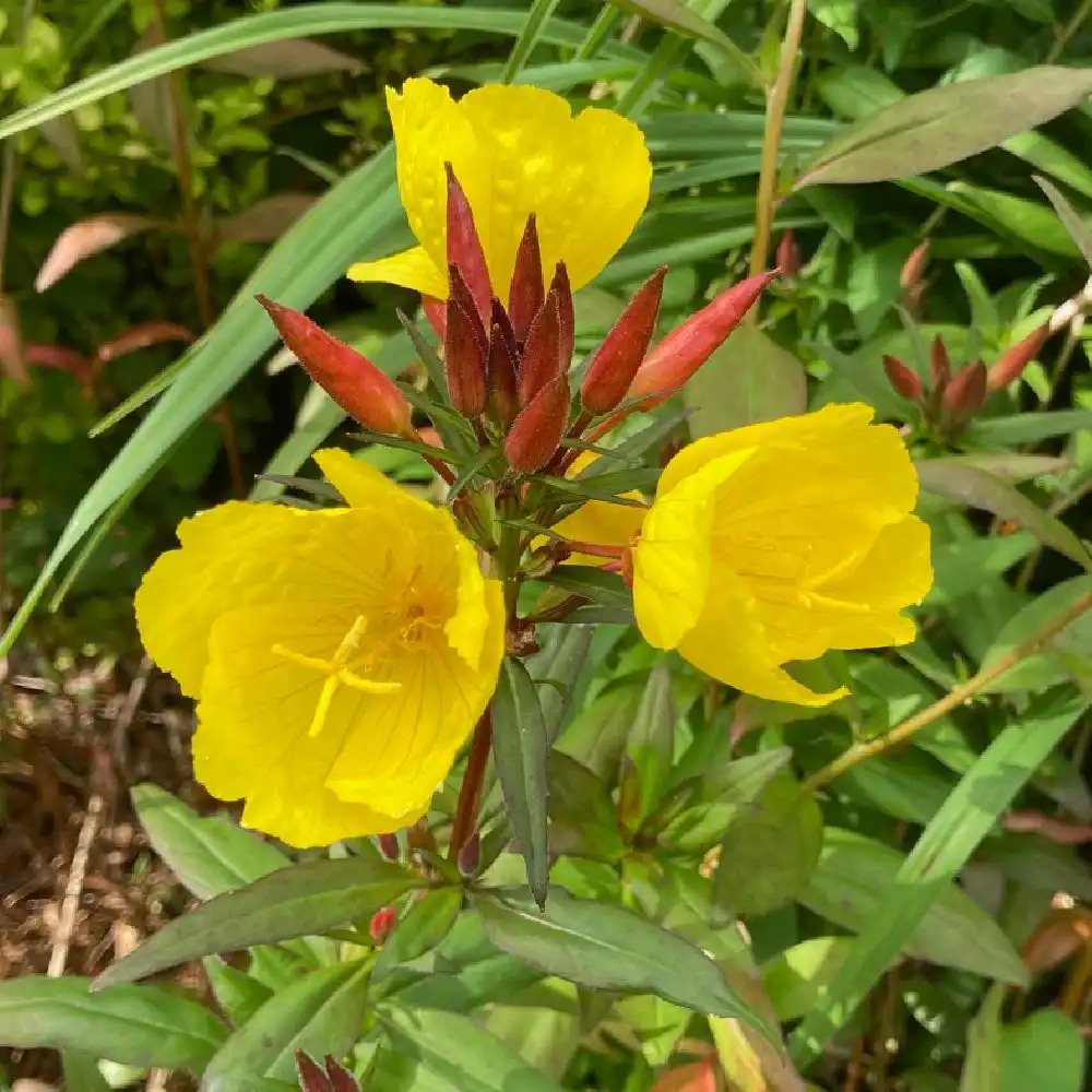 OENOTHERA fruticosa 'Sonnenwende'