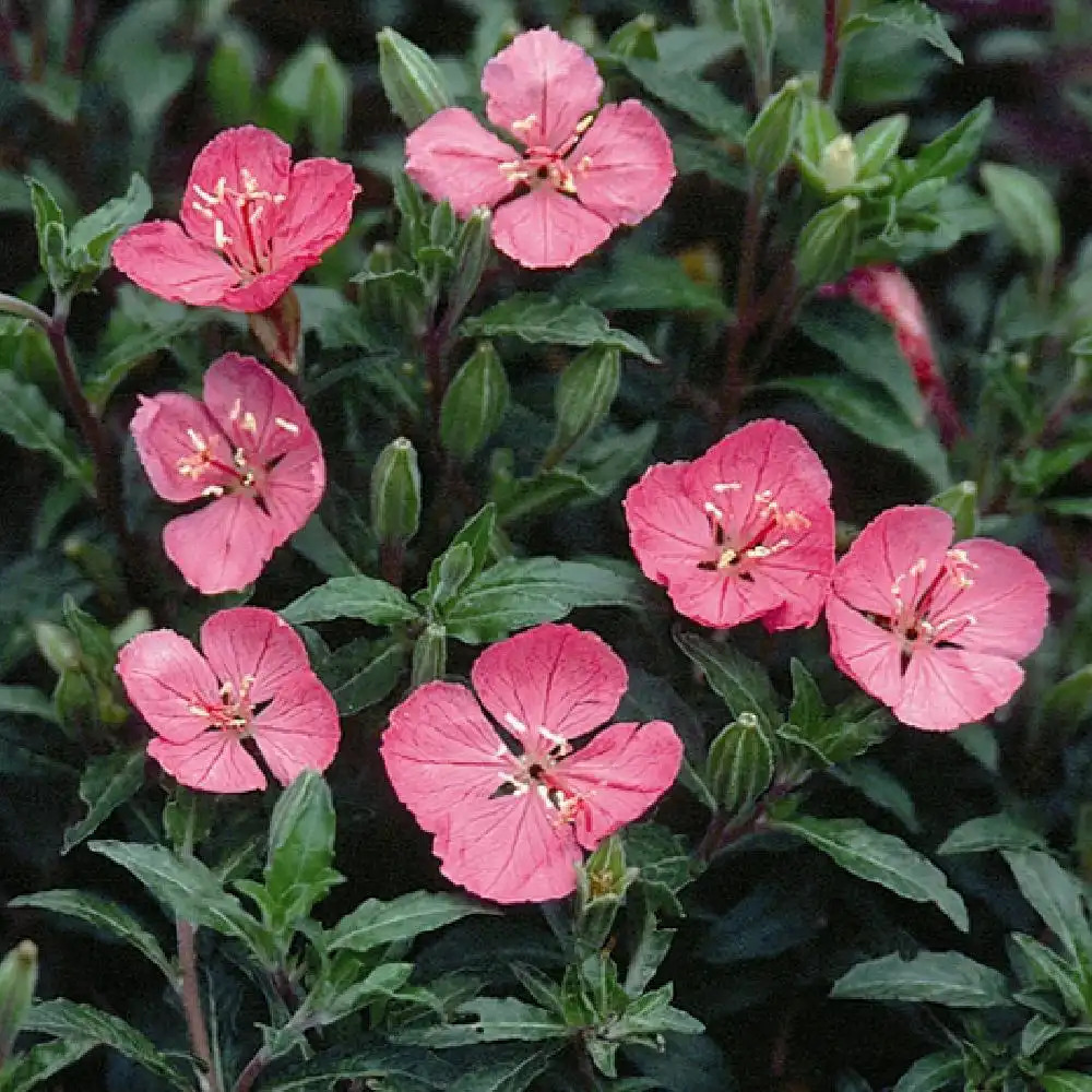 OENOTHERA kunthiana