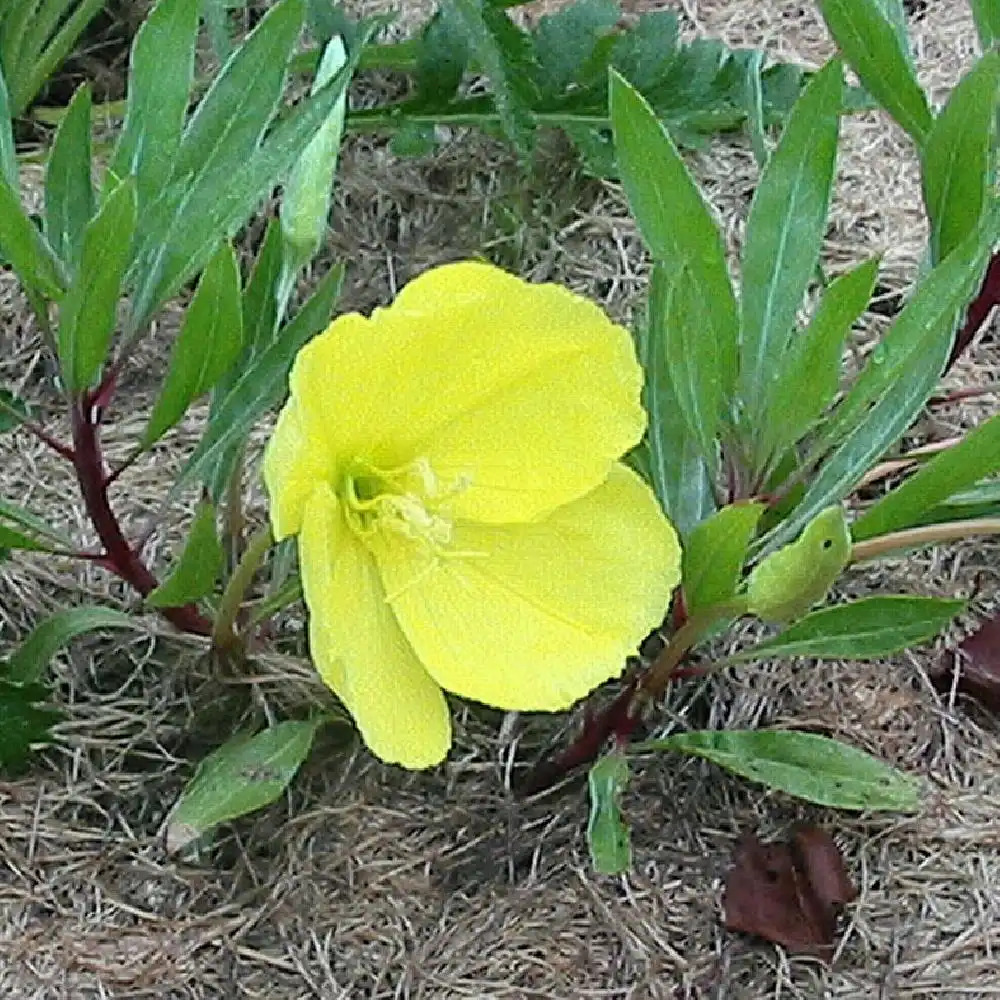 OENOTHERA macrocarpa (missouriensis)