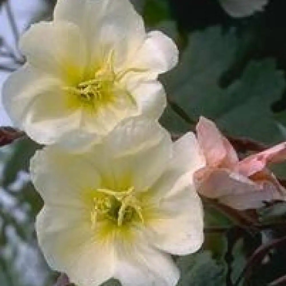 OENOTHERA odorata 'Sulphurea'