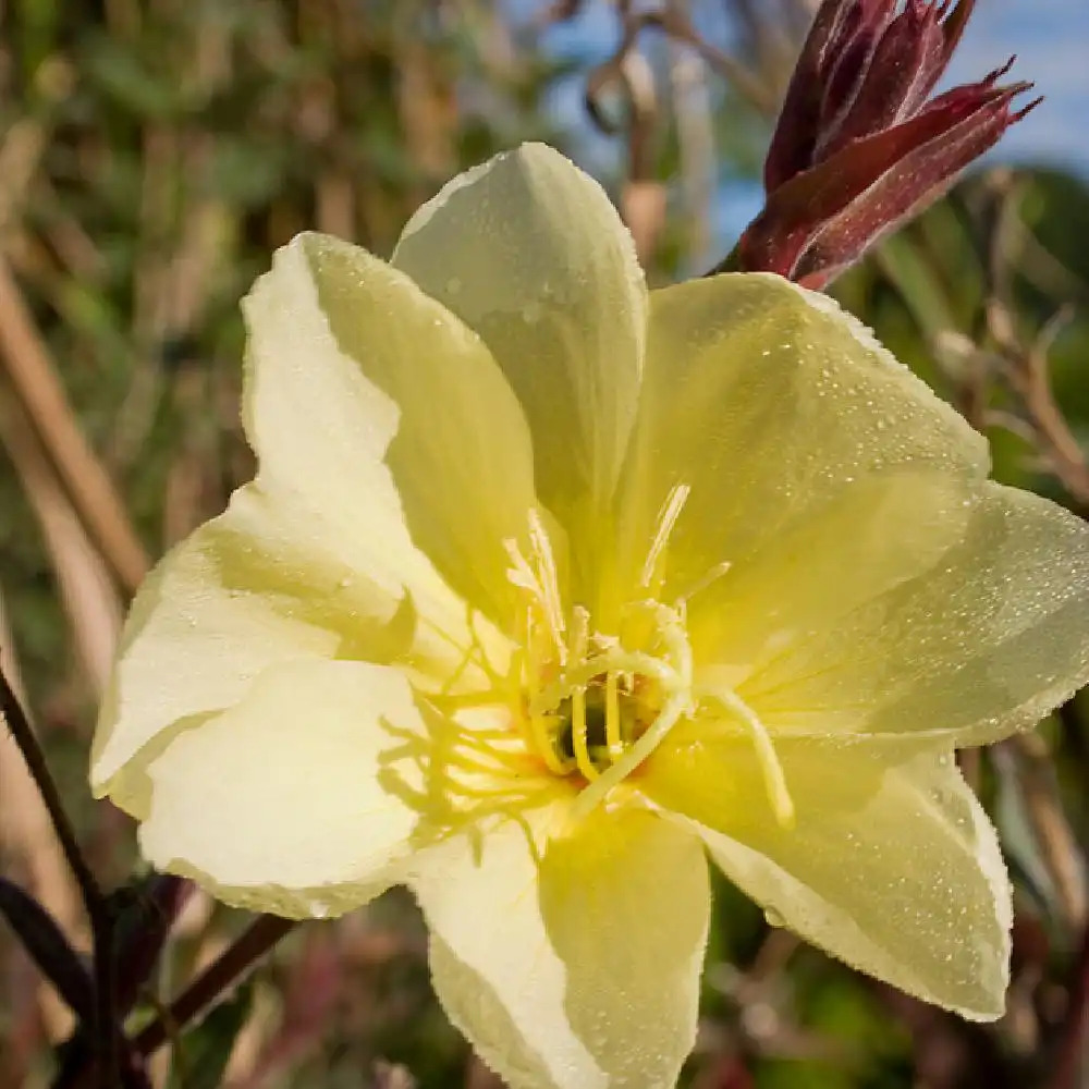 OENOTHERA odorata