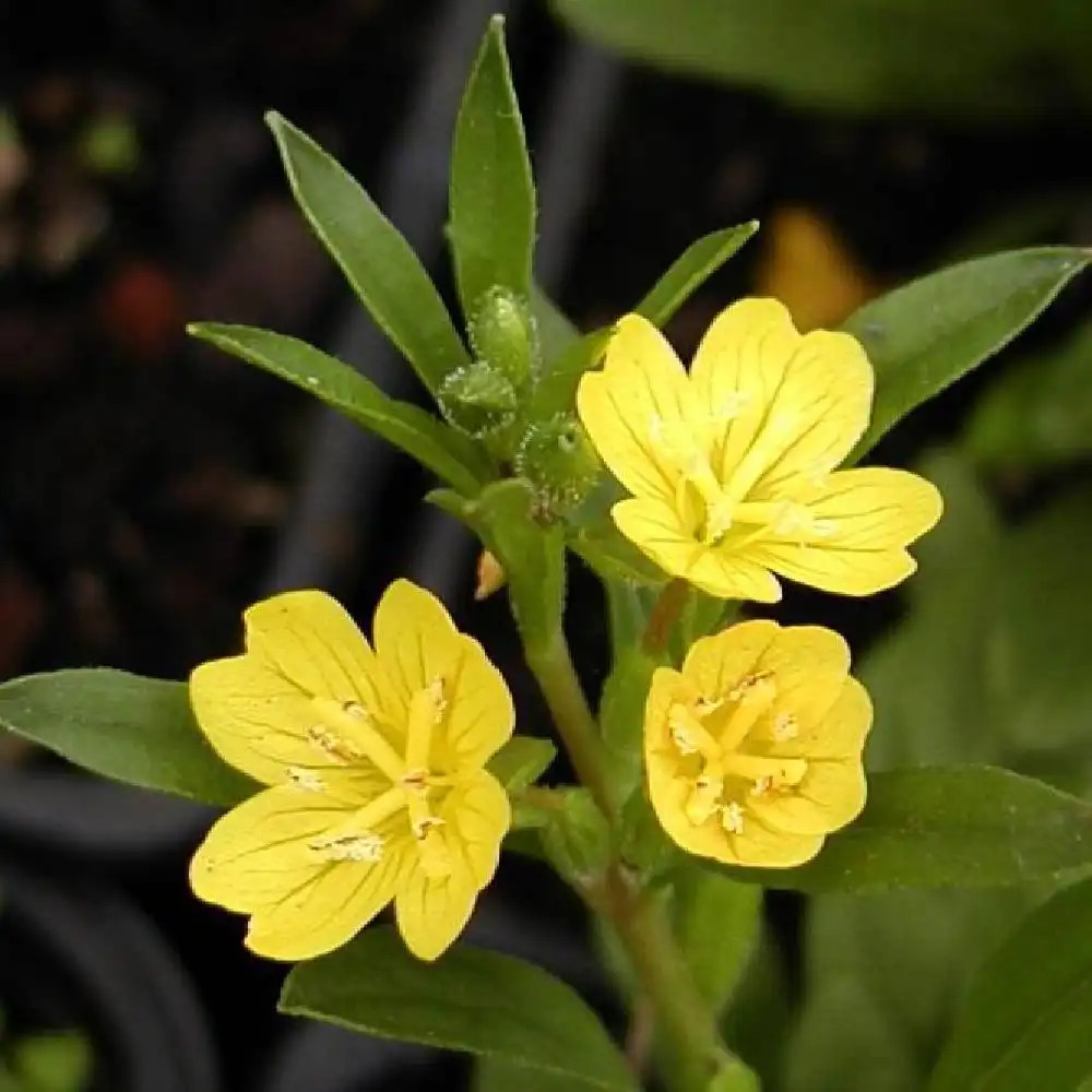 OENOTHERA perennis (pumila)