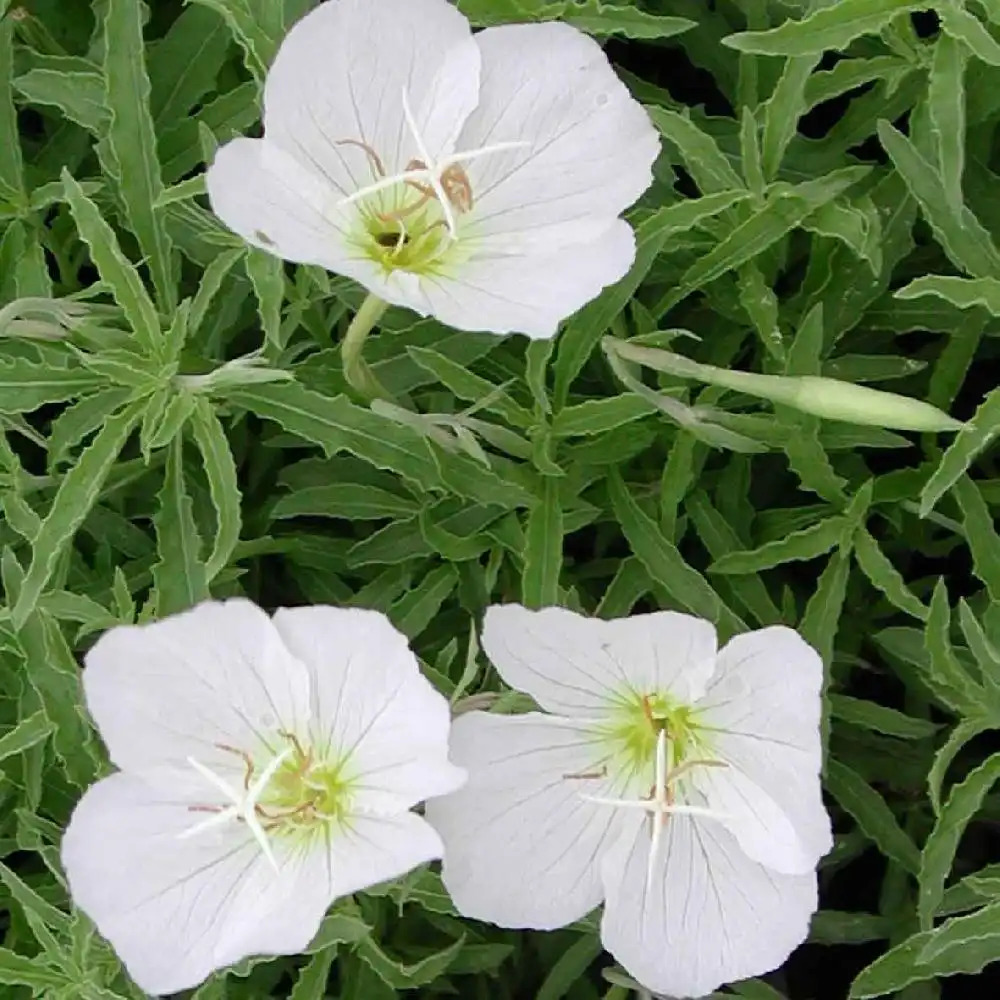 OENOTHERA speciosa 'Alba'