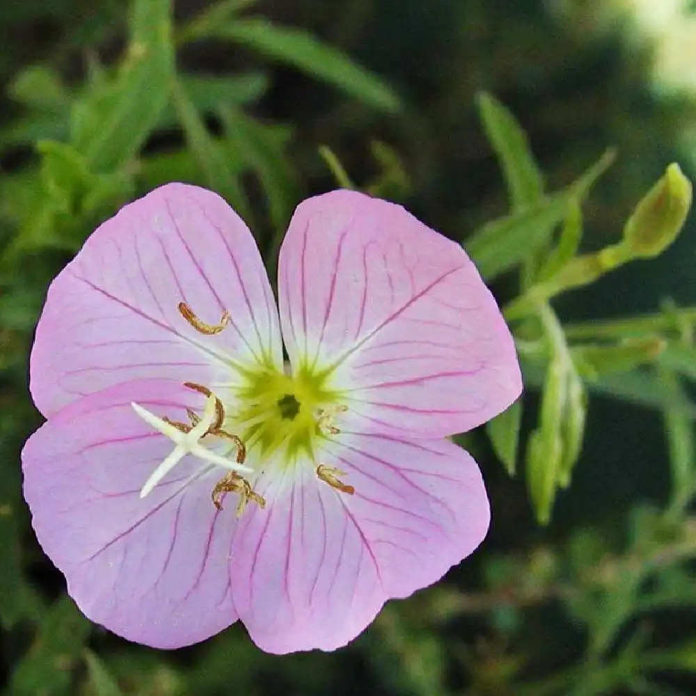 OENOTHERA speciosa 'Siskiyou'