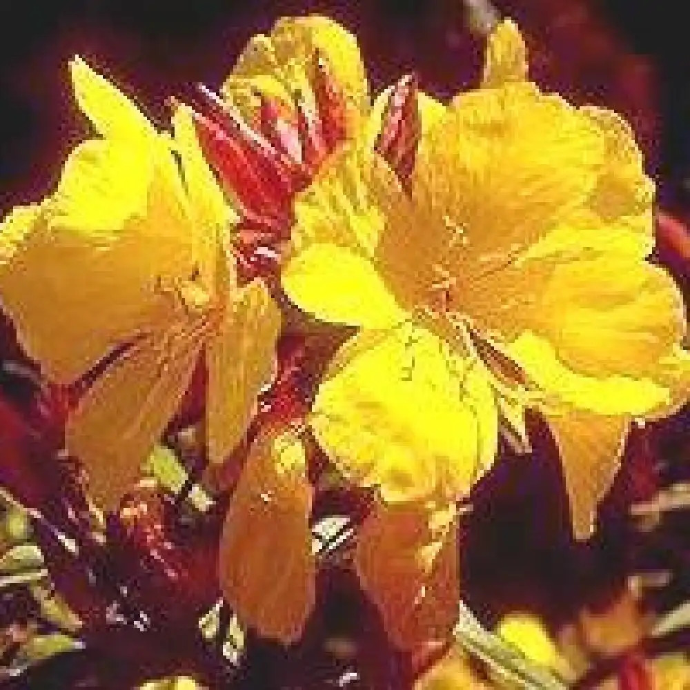 OENOTHERA tetragona