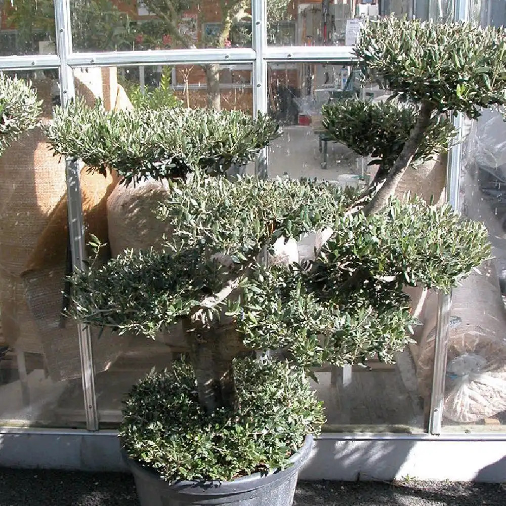 OLEA europea (Plateau tronc jeune)