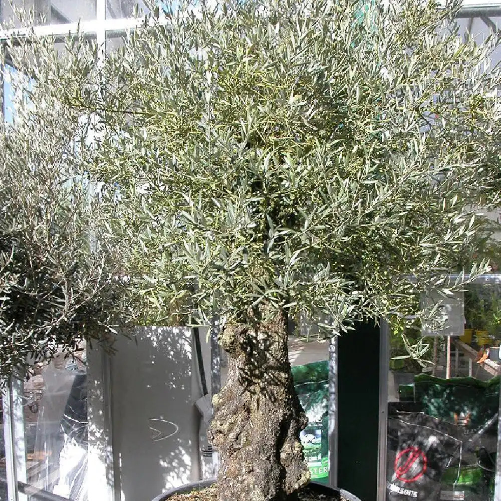 OLEA europea (Tronc vieillissant)