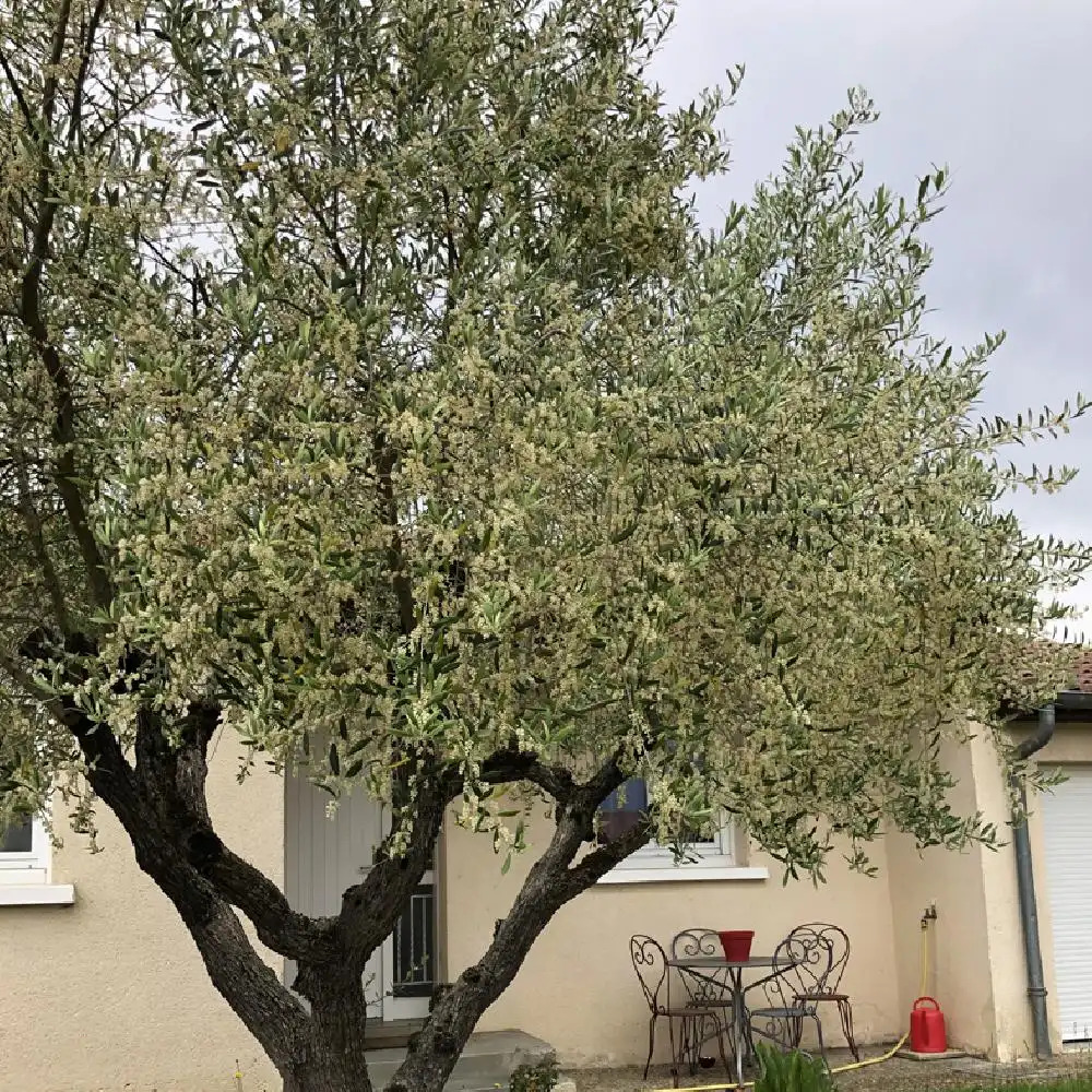 OLEA europaea