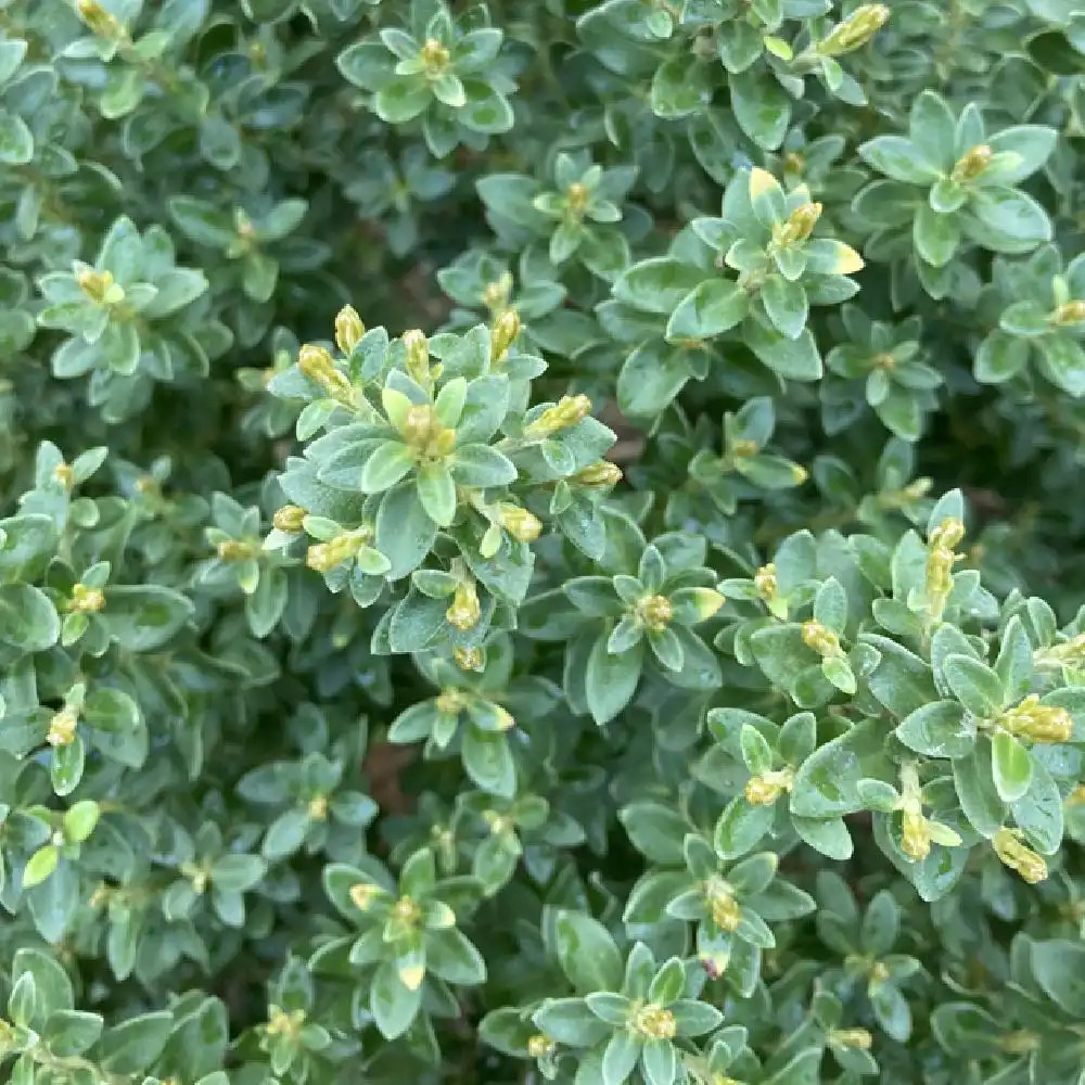 OLEARIA nummulariifolia