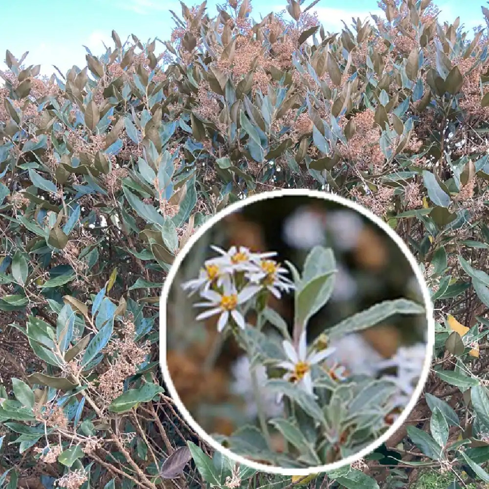 OLEARIA x oleifolia