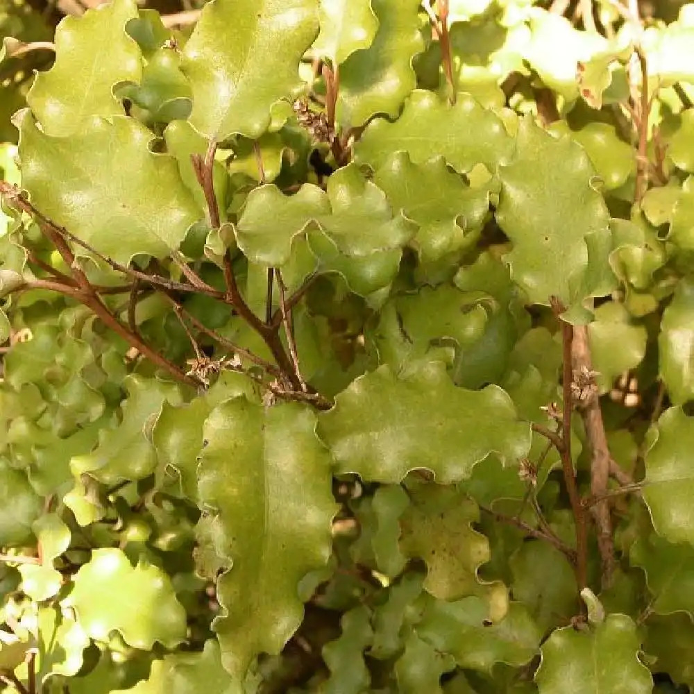 OLEARIA paniculata