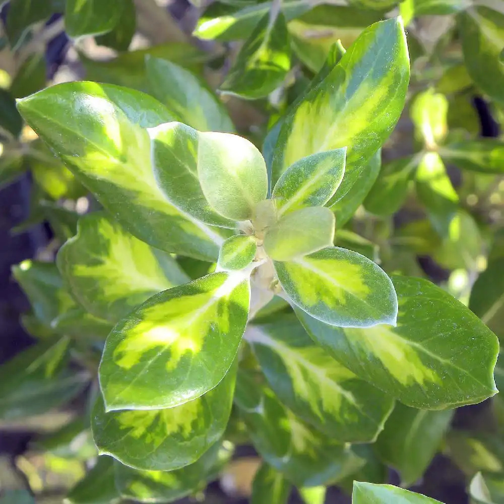 OLEARIA traversii 'Variegata'