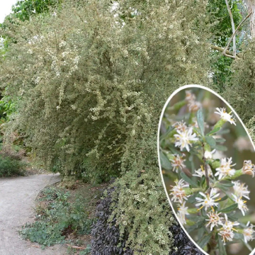 OLEARIA virgata