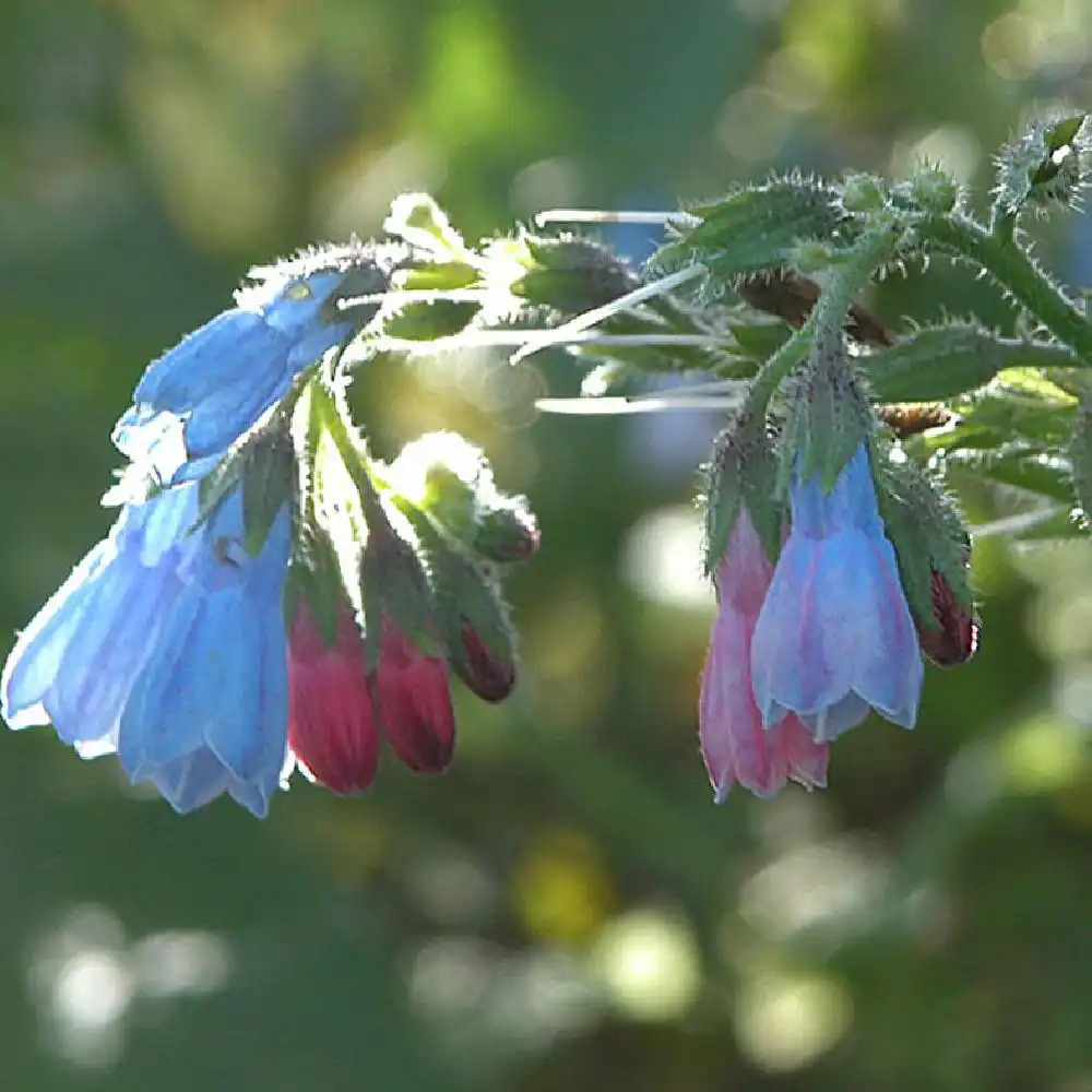 OMPHALODES verna