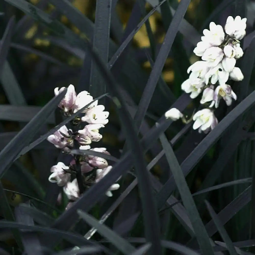 OPHIOPOGON planiscapus 'Black Dragon'