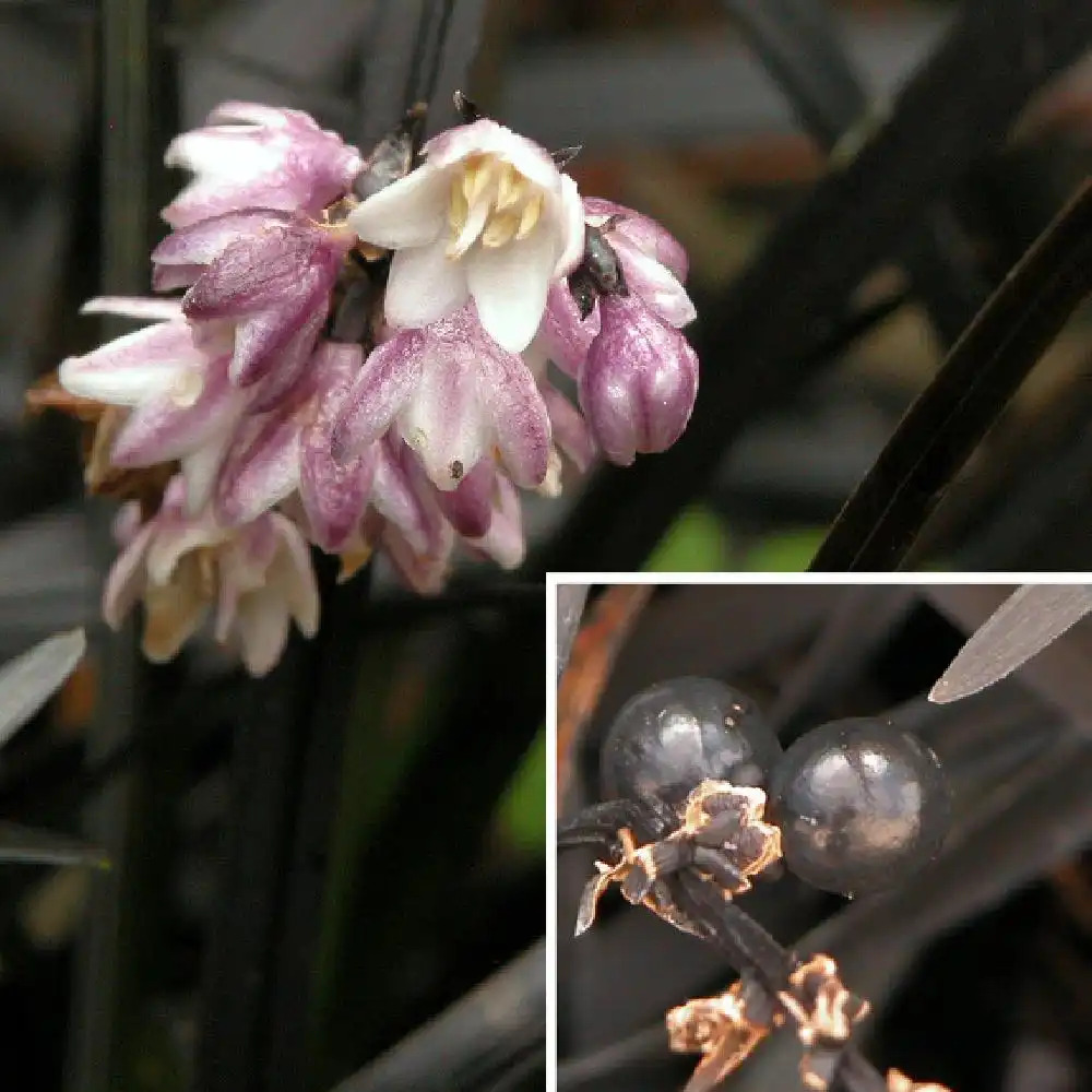 OPHIOPOGON planiscapus 'Nigrescens'