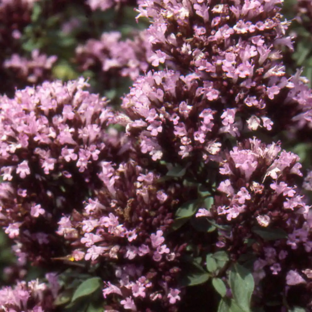 ORIGANUM laevigatum 'Herrenhausen'