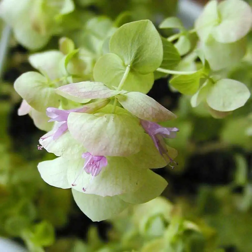 ORIGANUM rotundifolium 'Kent Beauty'