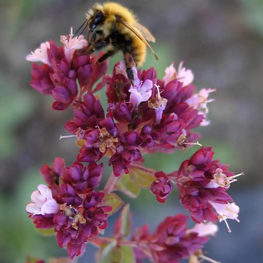 ORIGANUM 'Rosenkuppel'