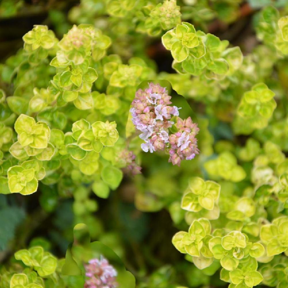 ORIGANUM vulgare 'Aureum Crispum'