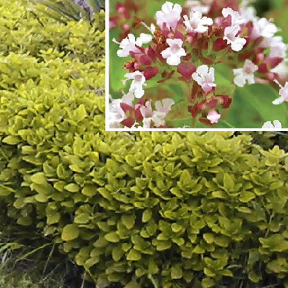 ORIGANUM vulgare 'Aureum'