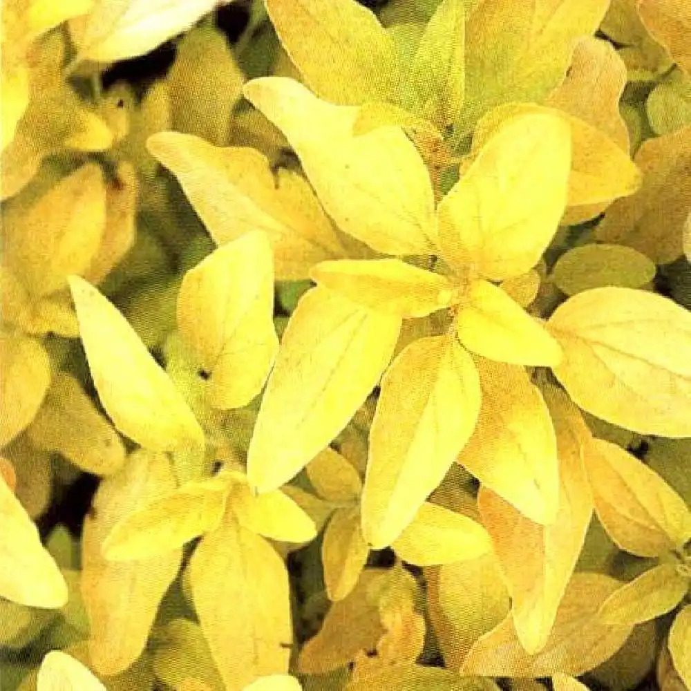 ORIGANUM vulgare 'Gold'