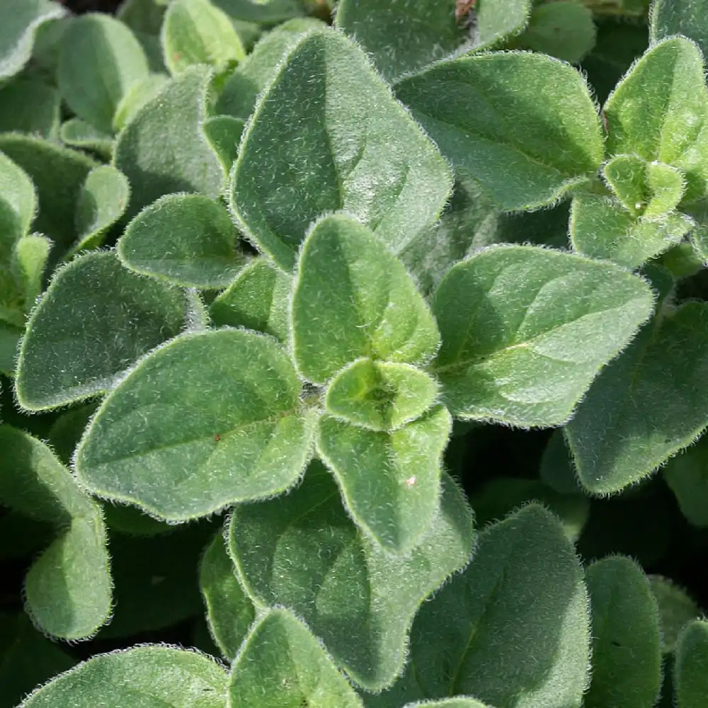 ORIGANUM vulgare 'Hot and Spicy'