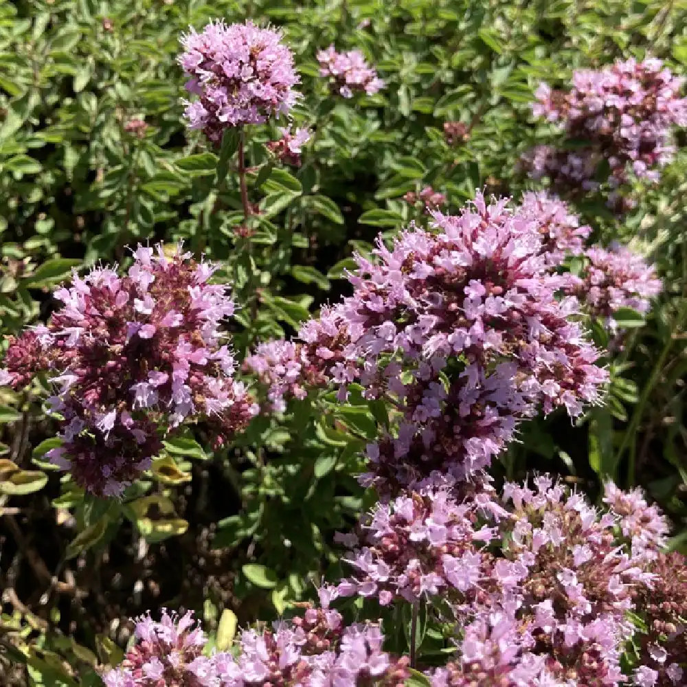 ORIGANUM vulgare 'Roseum'