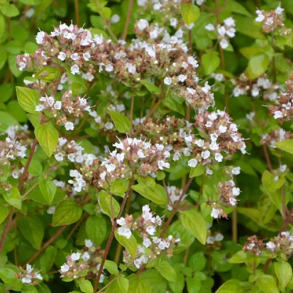 Thumble Reeving ORIGANUM vulgare 'Thumble's Variety' - Marjolaine, Origan - pépinières ...
