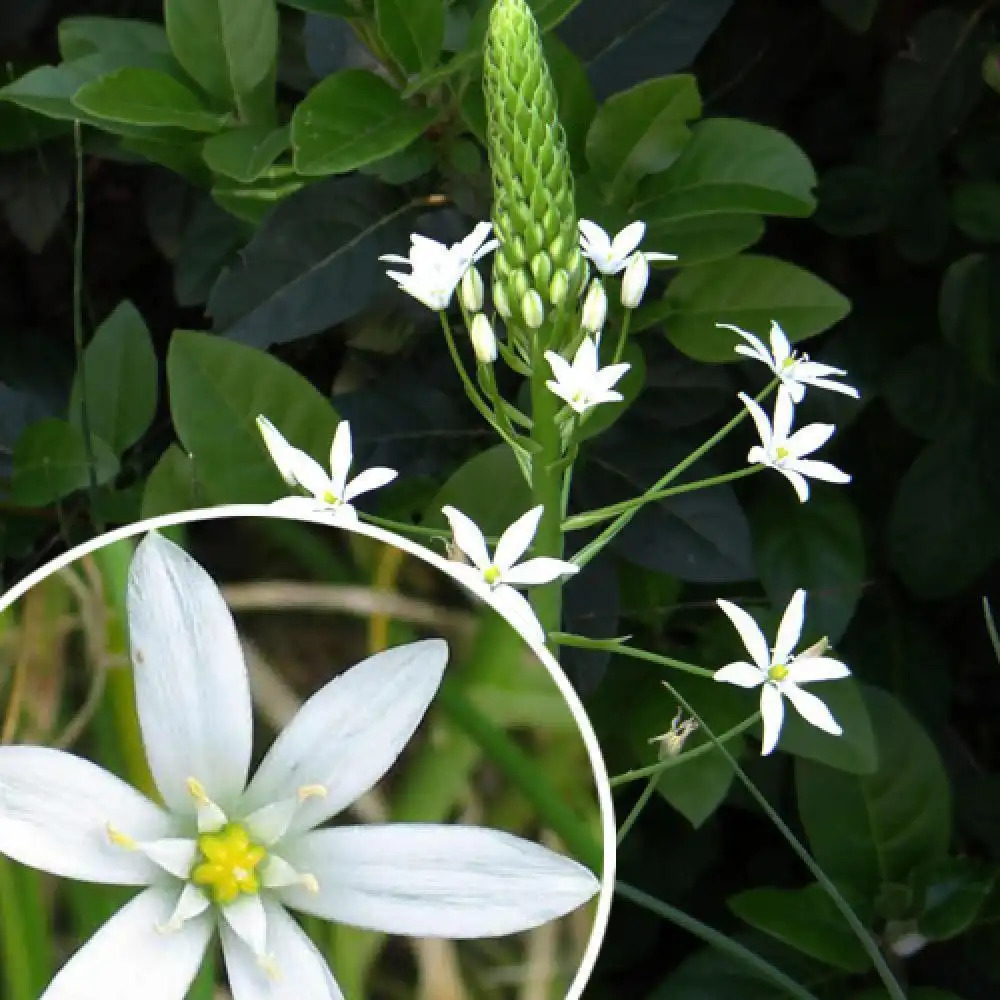 ORNITHOGALUM magnum (lot de 3).' image 2