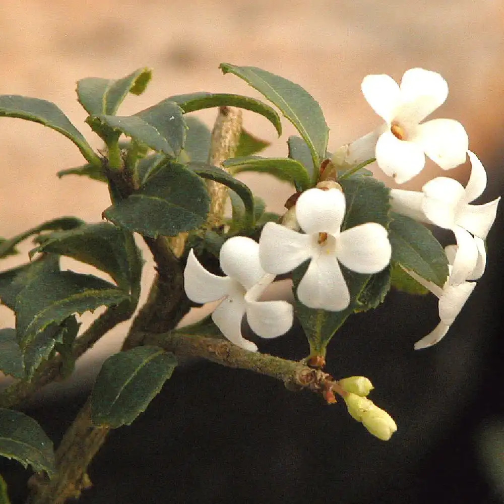 OSMANTHUS delavayi