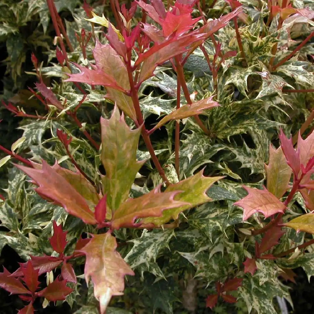 OSMANTHUS heterophyllus 'Goshiki' ('Tricolor')