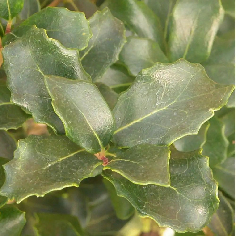 OSMANTHUS heterophyllus 'Rotundifolius'