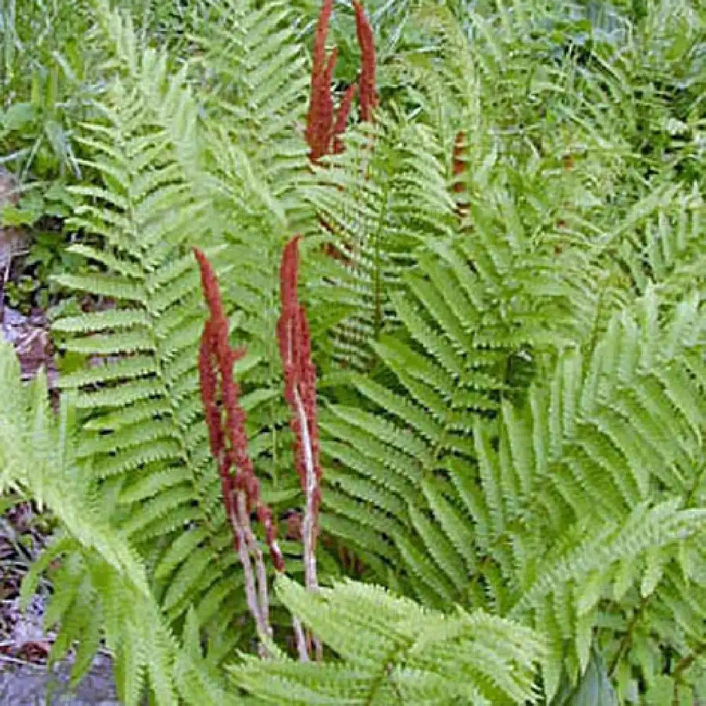 OSMUNDA cinnamomea