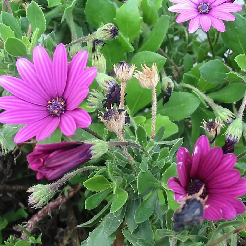 OSTEOSPERMUM 'Nairobi Purple' ('Tresco Purple')