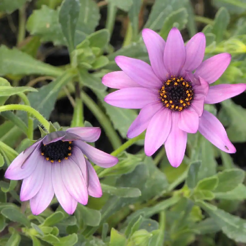 OSTEOSPERMUM rose pâle