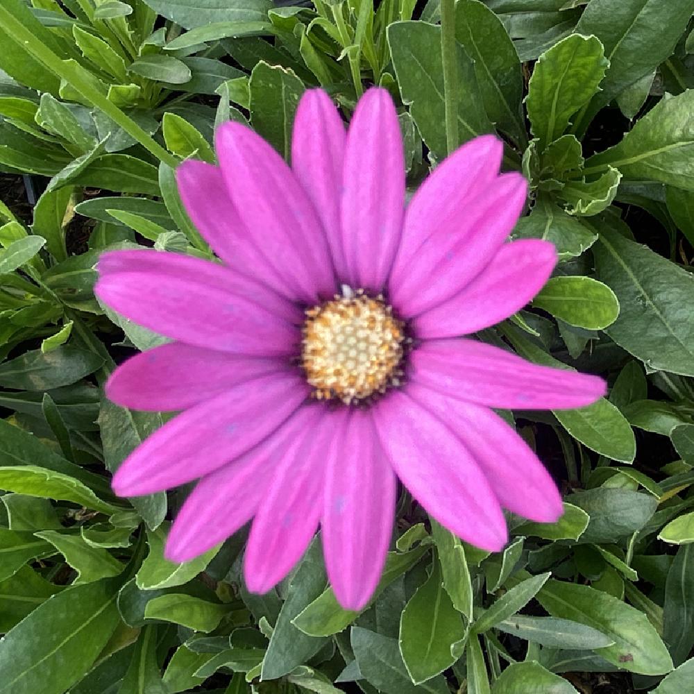 OSTEOSPERMUM 'Stardust'