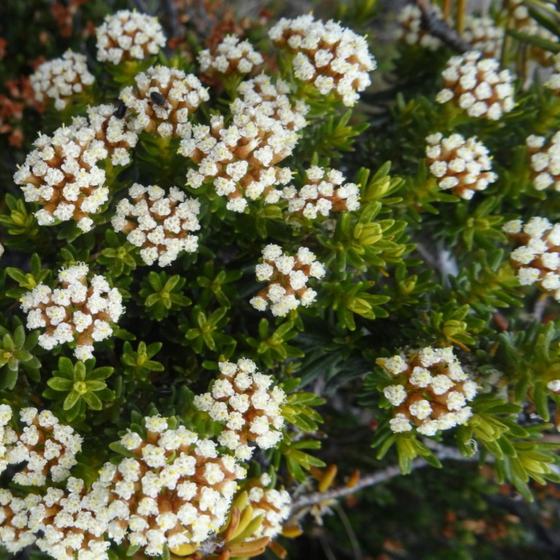 OZOTHAMNUS ledifolius