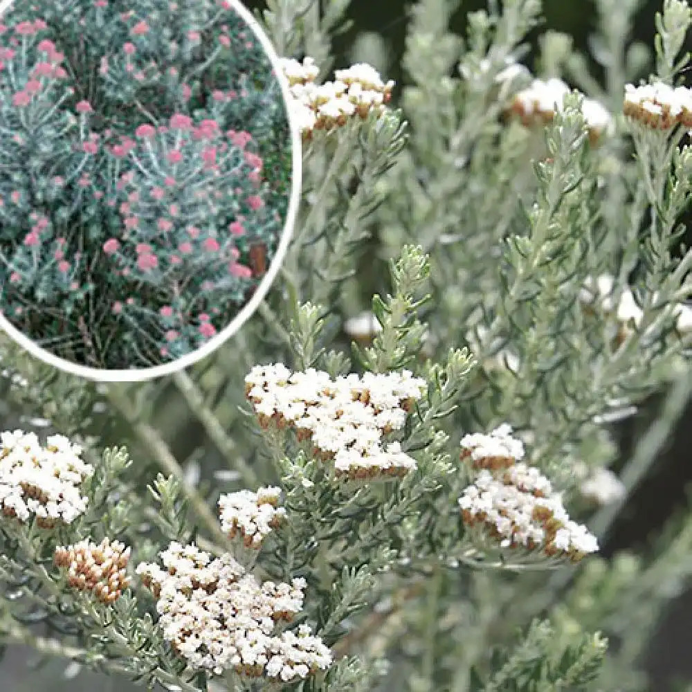 OZOTHAMNUS rosmarinifolius 'Silver Jubilee'