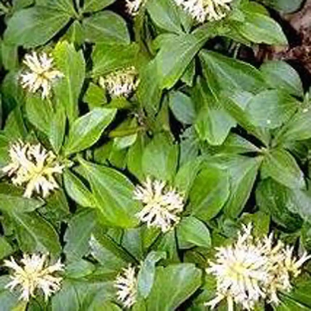 PACHYSANDRA terminalis