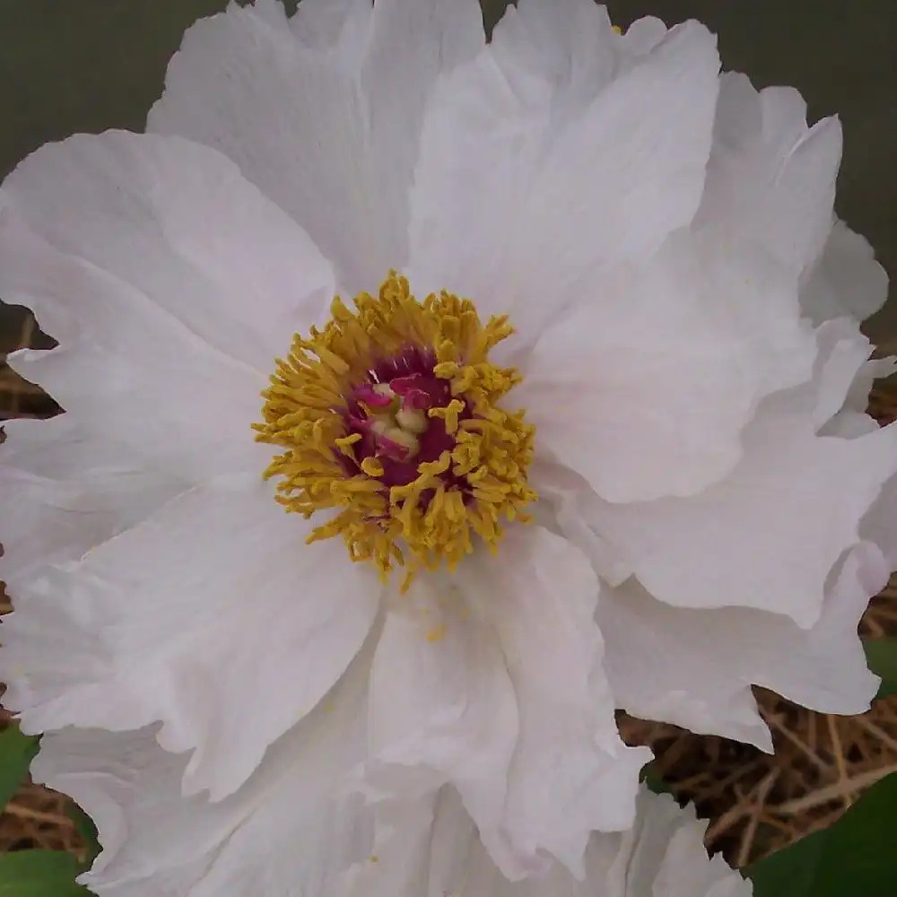 PAEONIA blanche Moon of Nippon - Pivoine herbacée - pépinières Lepage  Bretagne Bord de mer