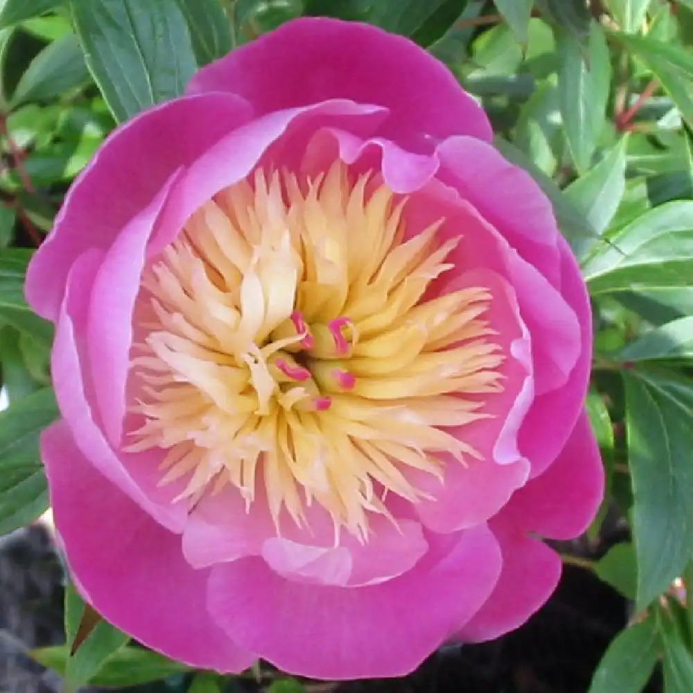 PAEONIA 'Bowl of Beauty'