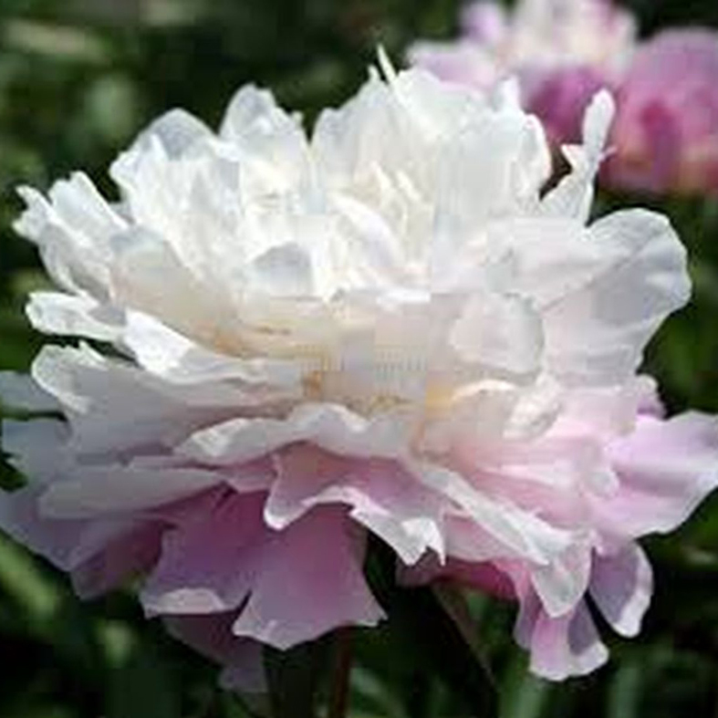 PAEONIA 'Catharina Fontjin'