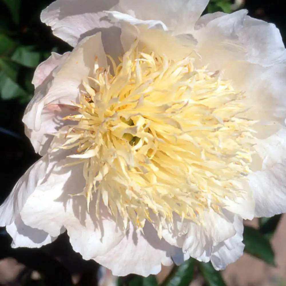 PAEONIA 'Carrara'