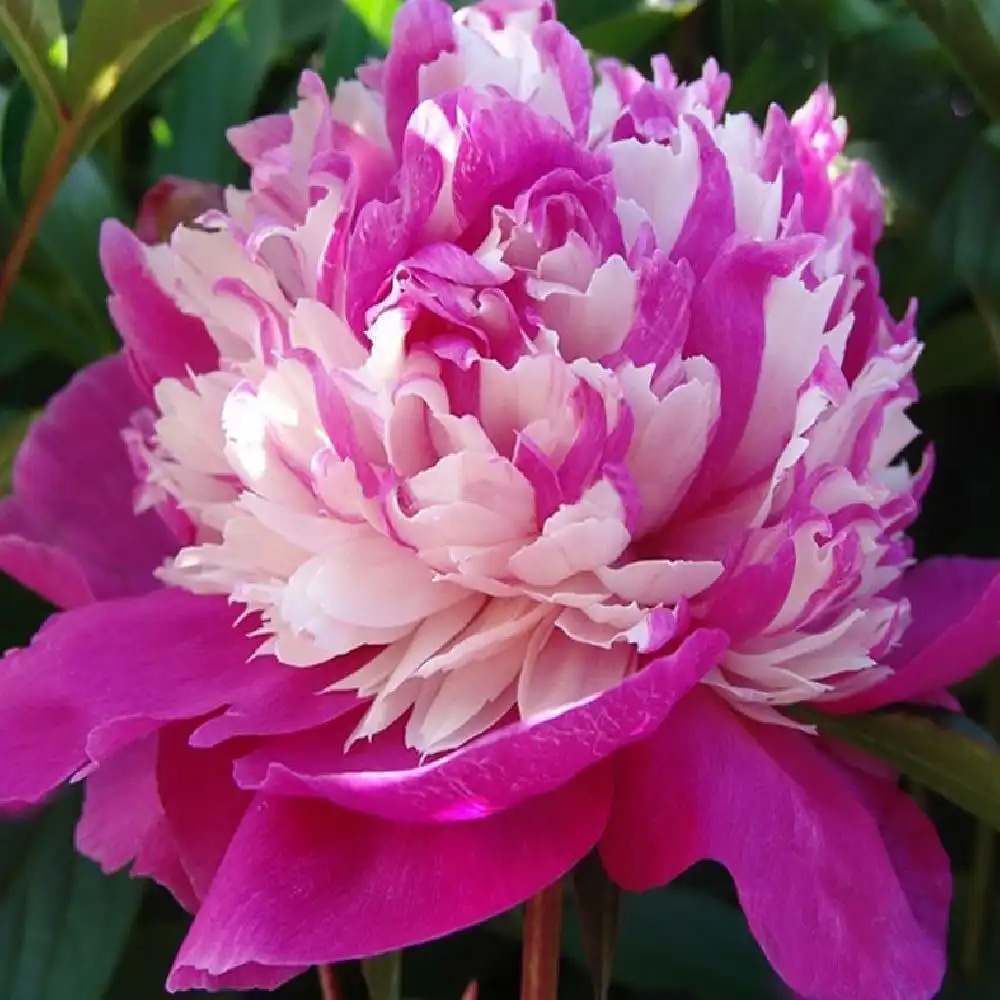 PAEONIA 'Celebrity'