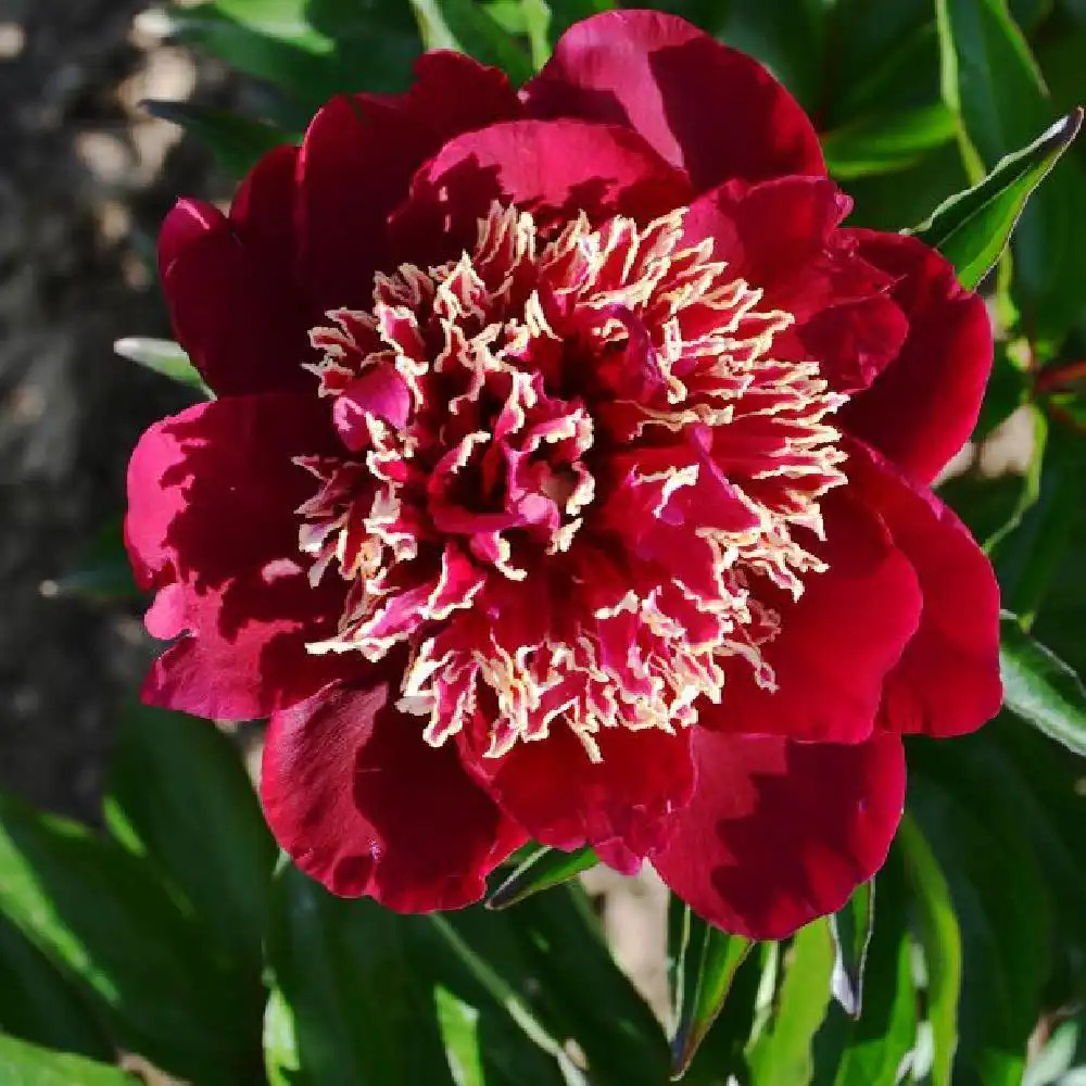 PAEONIA 'Charles Burgess'