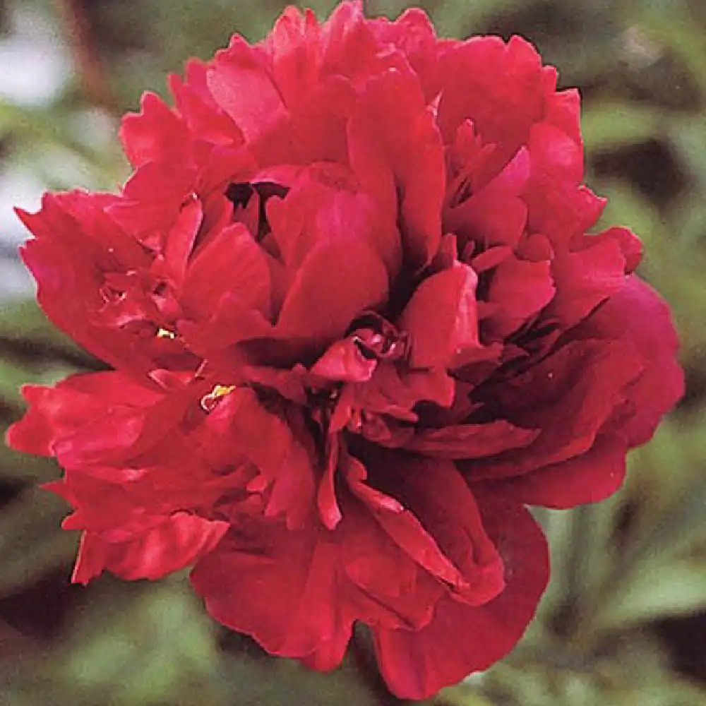 PAEONIA 'Chippewa'