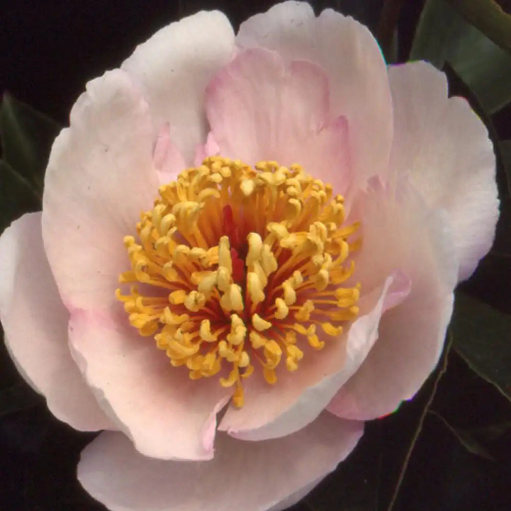 PAEONIA 'Chalice'