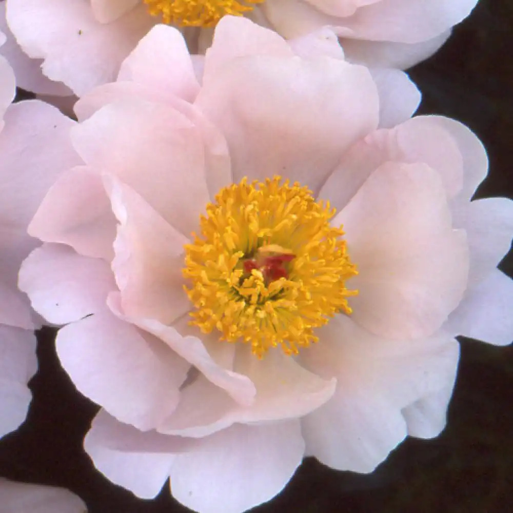 PAEONIA 'Clairette'